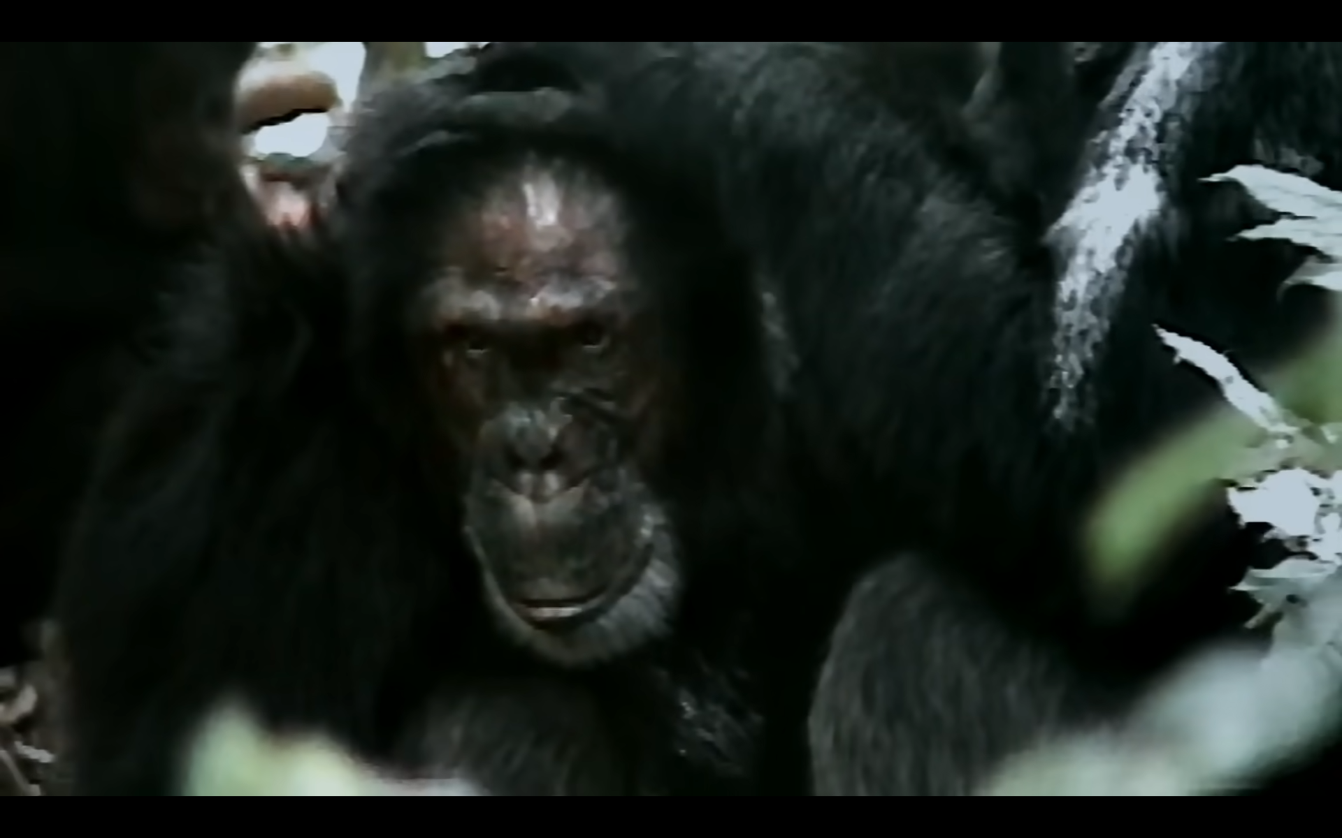 monkey
